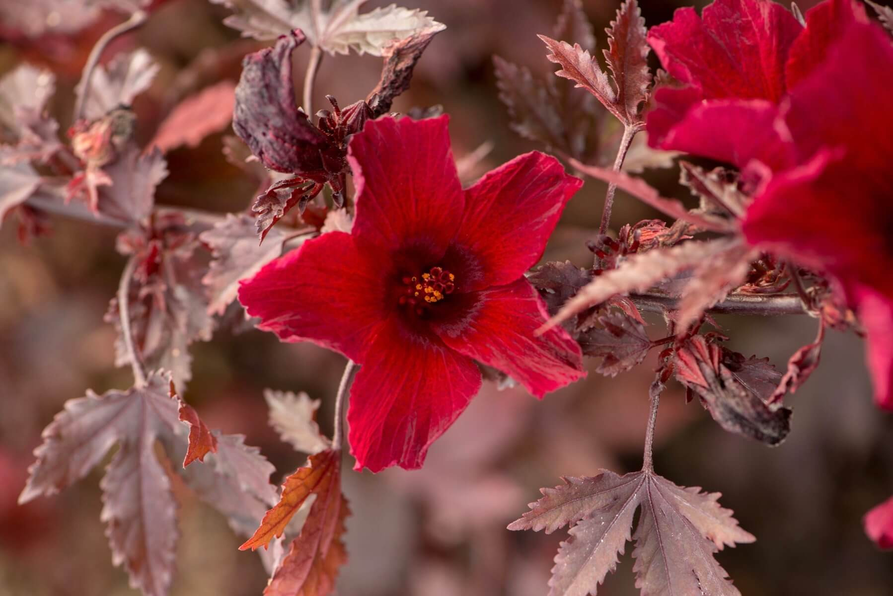 Hibiscus acetosella 'Panama Red' (RedLeaf Hibiscus)